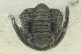 Bargain, Cornuproetus Trilobite Fossil - Morocco #229759-2